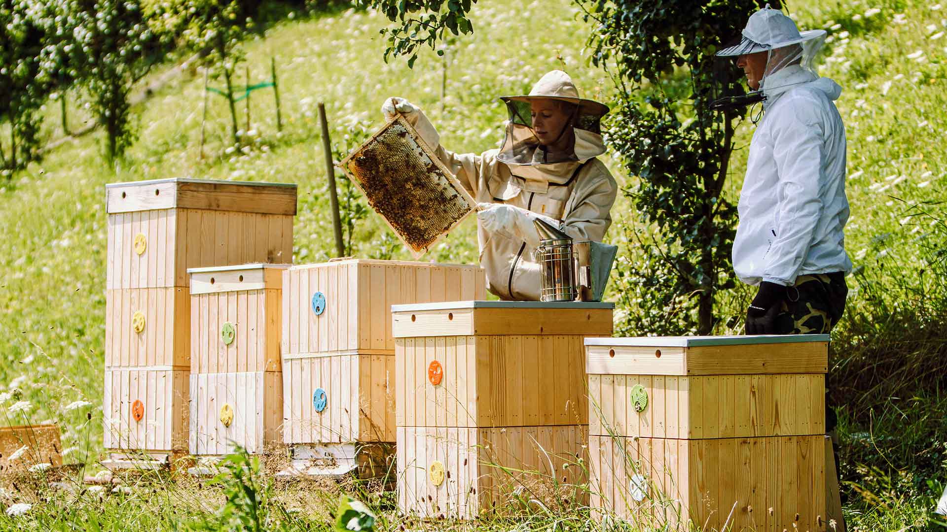 The Role of Bees in Environmental Sustainability